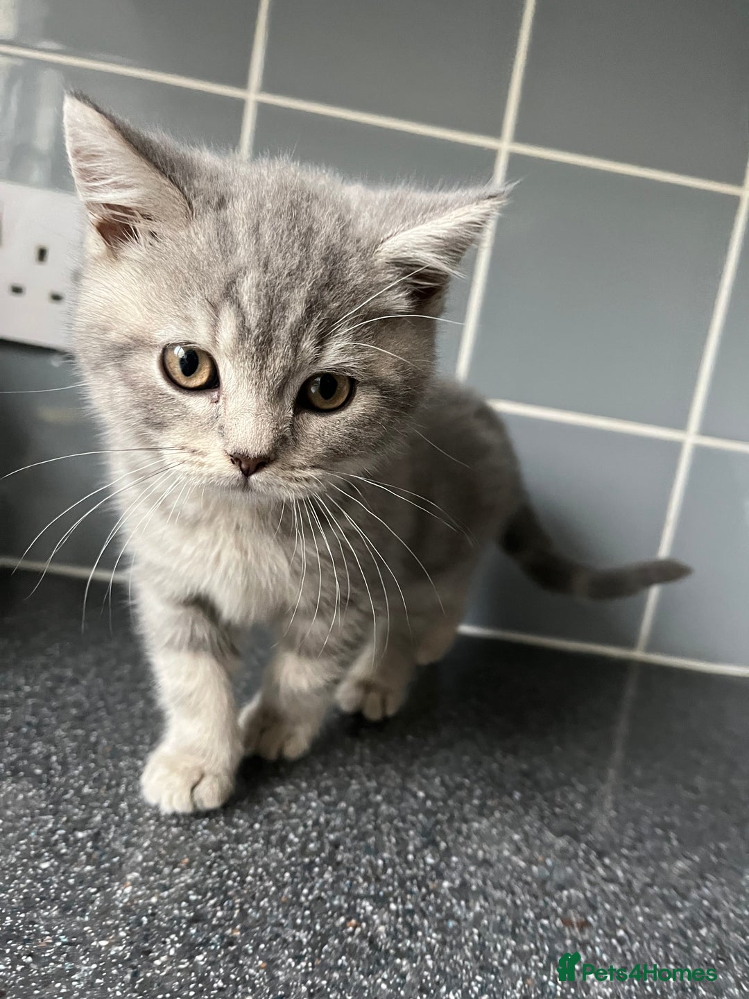 British Shorthair cats for sale: One male and one female remain - Advert 16