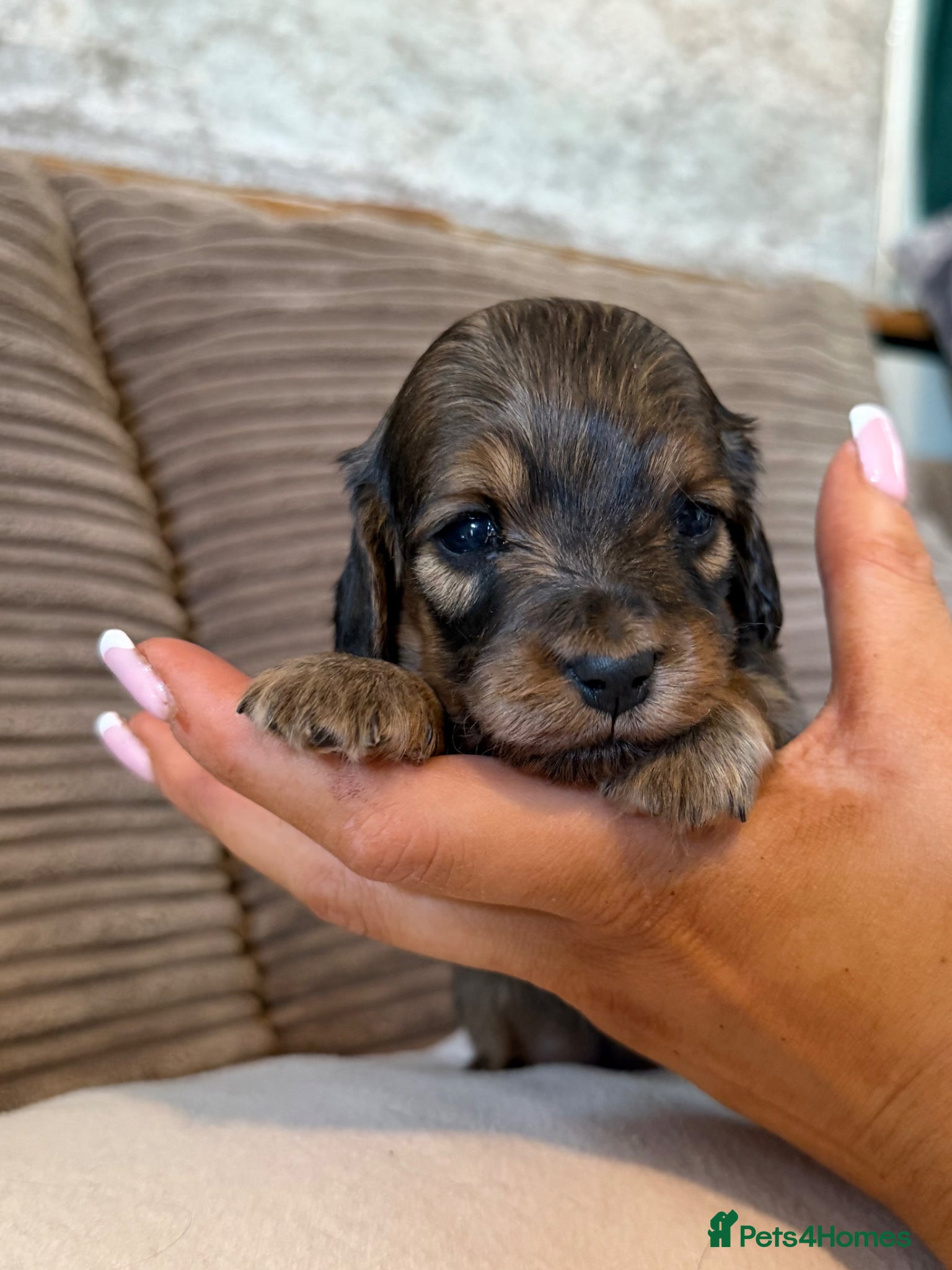 Miniature Dachshund dogs for sale: Miniature longhaired dachshunds  - Advert 16
