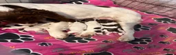 Cockapoo dogs for sale: Cockapoo puppys - Advert 2