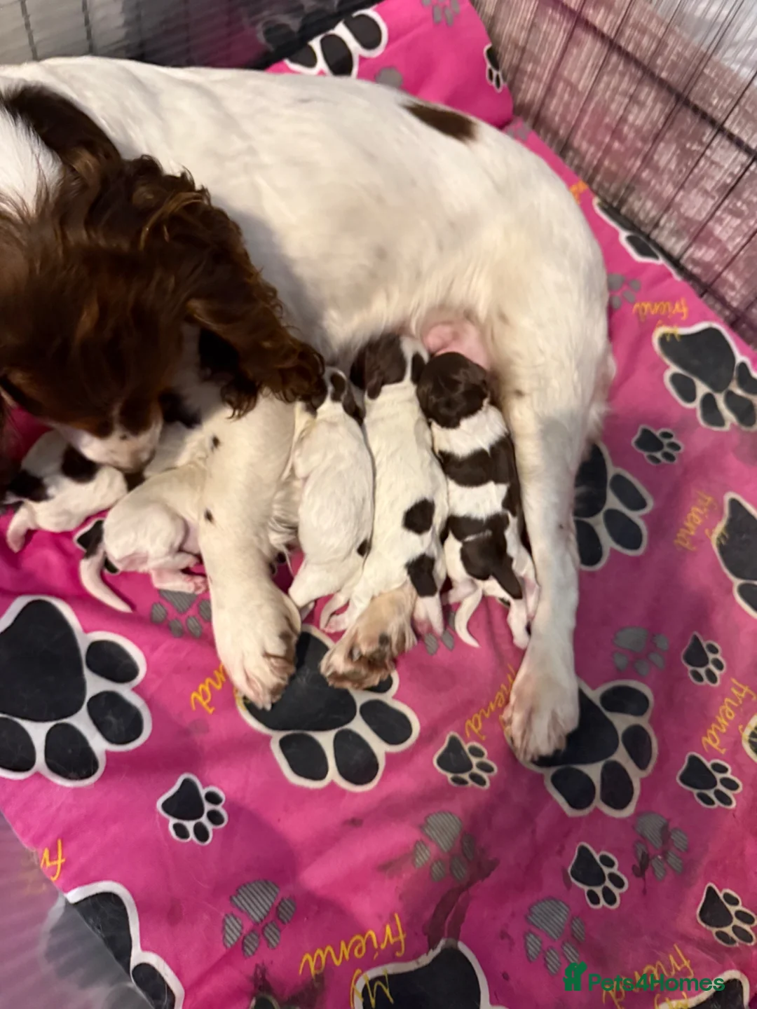 Cockapoo dogs for sale: Cockapoo puppys - Advert 2