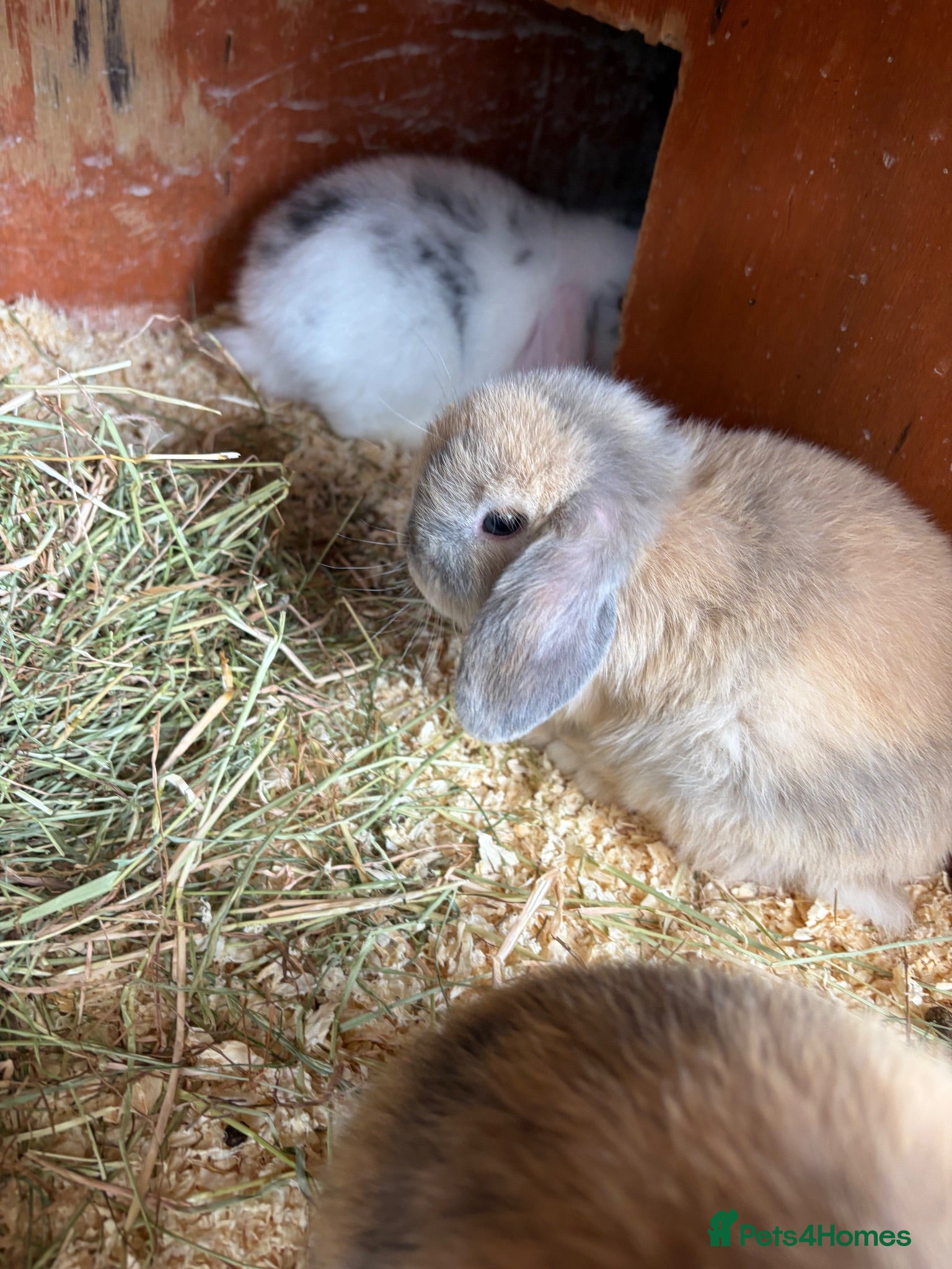 Mini Lop rabbits Mini lop baby rabbits - Advert 1