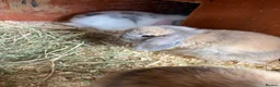 Mini Lop rabbits for sale: Mini lop baby rabbits - Advert 1