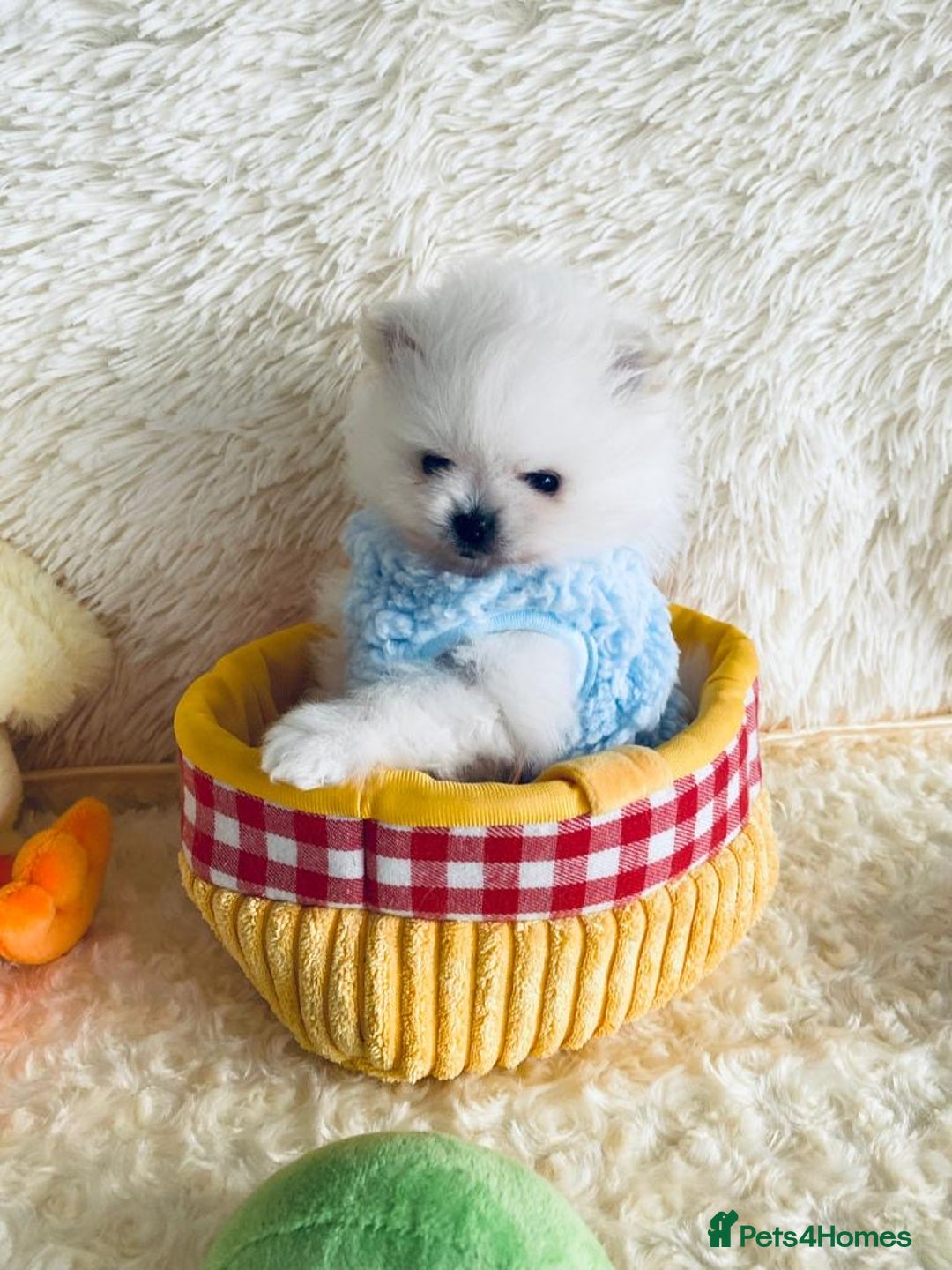 Pomeranian dogs for stud: White Pomeranian KC Registered CHAMPION Bloodlines in Manchester - Advert 9