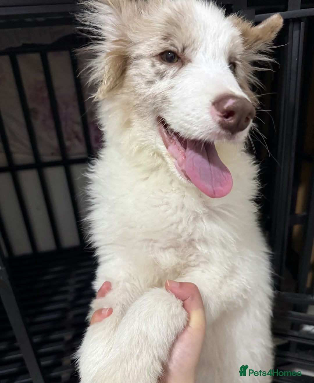 Border Collie dogs for sale: 5 months lovely border collie looking for home - Advert 4