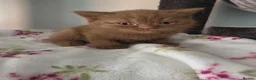 British Shorthair cats for sale: 🐾 BEAUTIFUL BRITISH SHORTHAIR KITTENS 🐾   in Gloucester - Advert 11