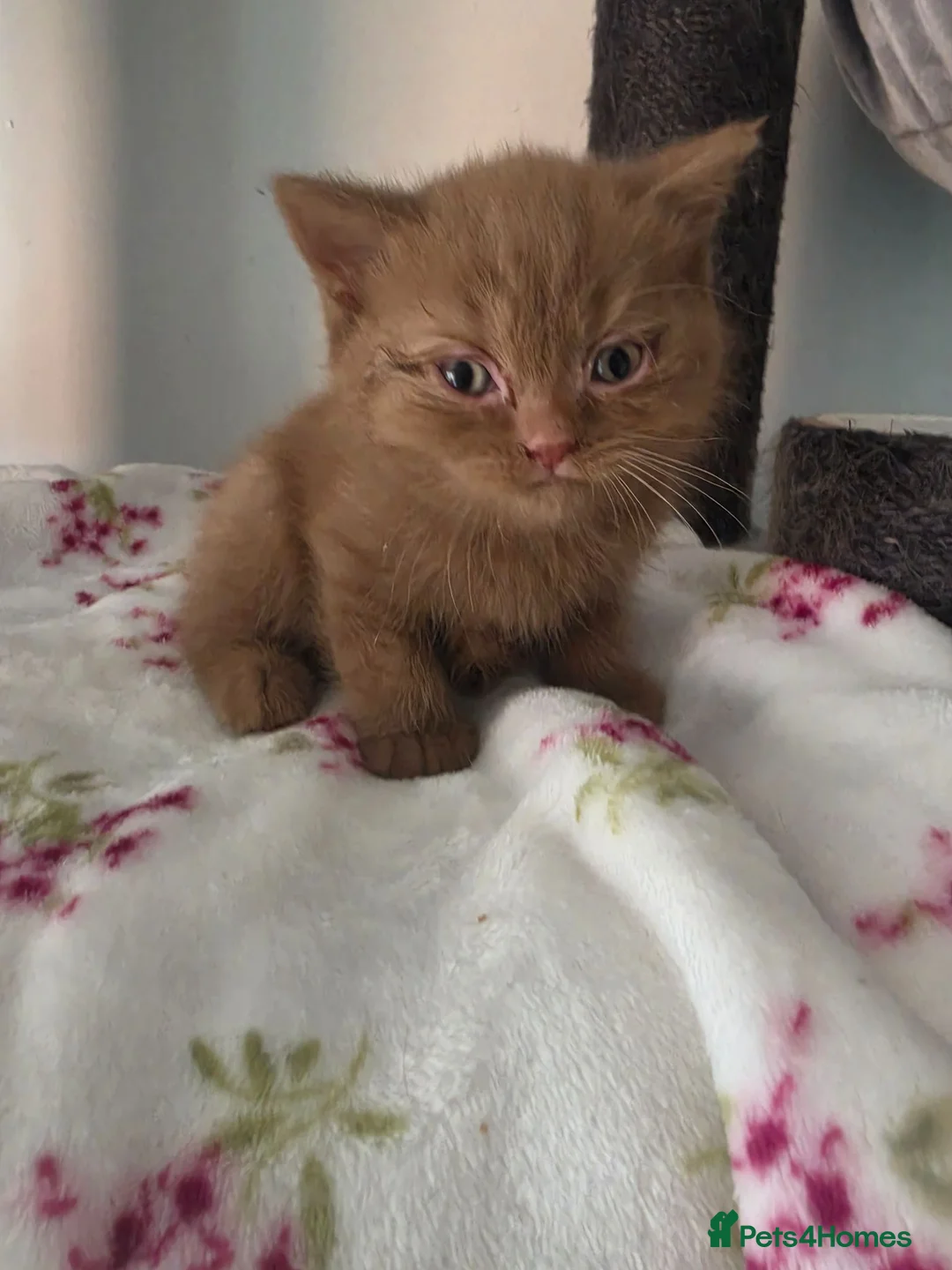 British Shorthair cats for sale: 🐾 BEAUTIFUL BRITISH SHORTHAIR KITTENS 🐾   in Gloucester - Advert 11
