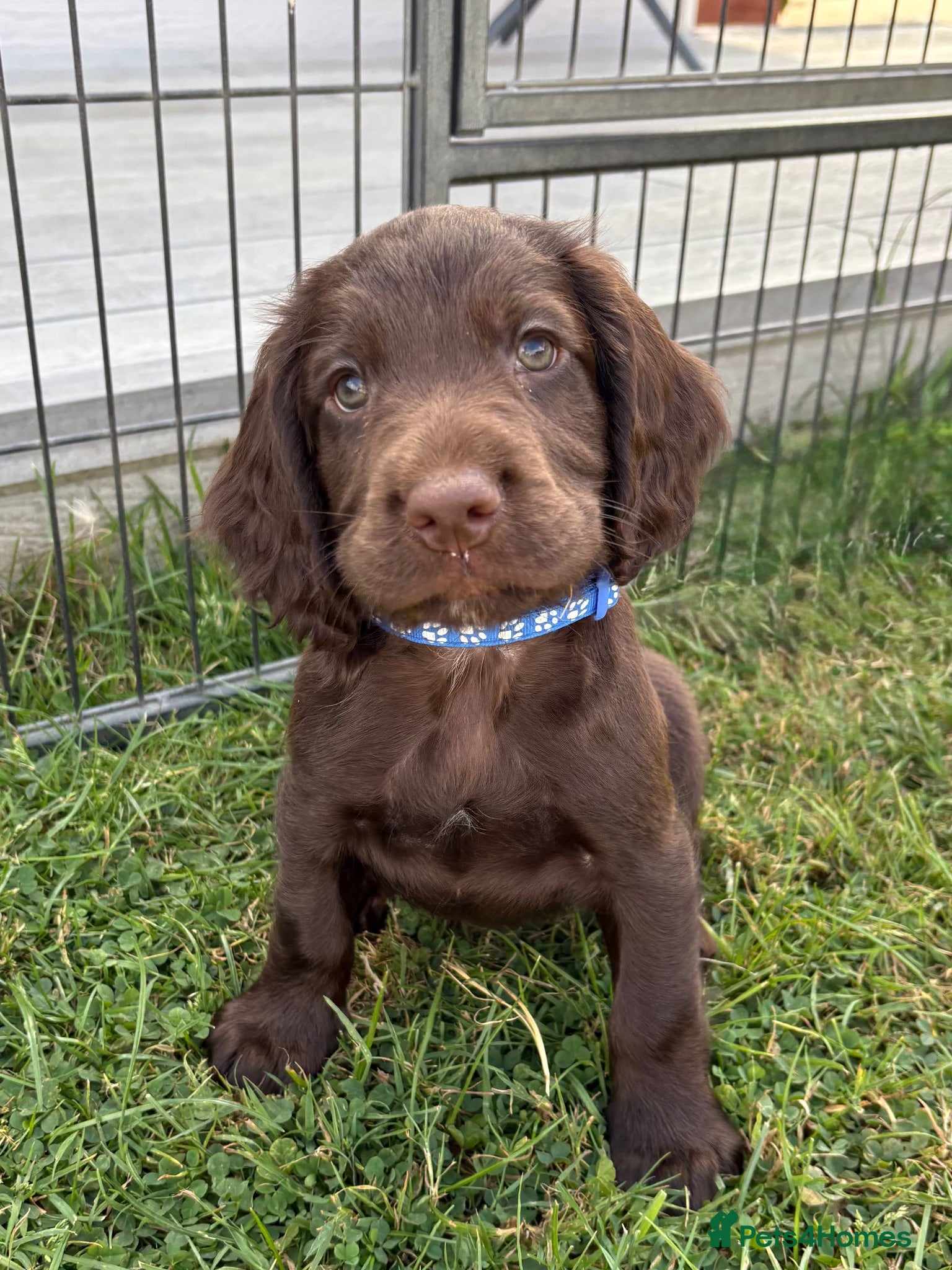 Sprocker dogs Fully DNA Health Tested F1 Sprocker Puppies - Advert 1