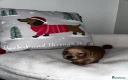 Miniature Dachshund dogs for sale: Miniature Longhair Dachshund Puppies  - Image 6