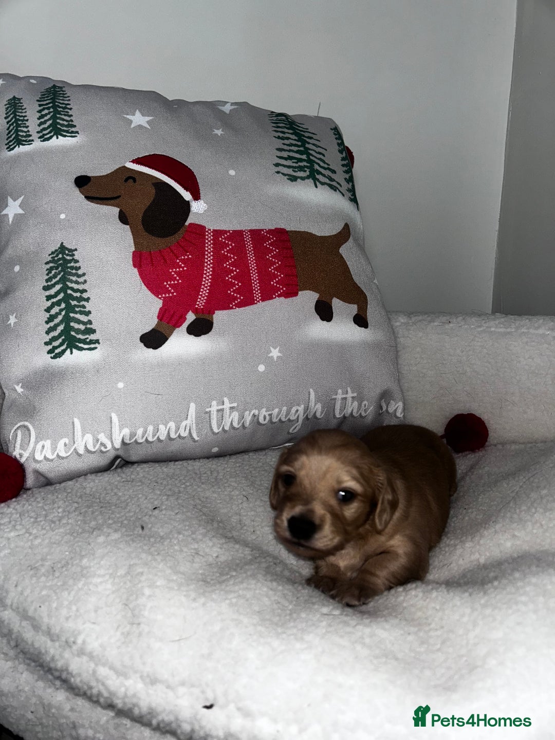 Miniature Dachshund dogs for sale: Miniature Longhair Dachshund Puppies  - Image 6