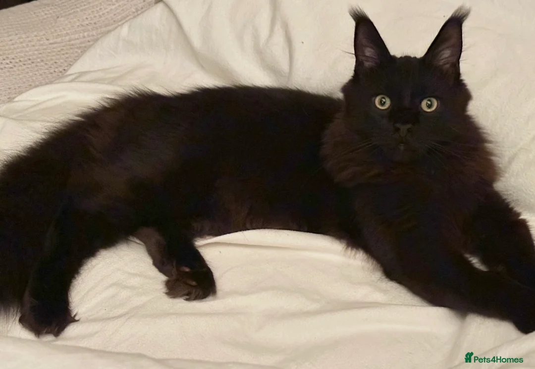 Maine Coon cats for stud: proven Maine Coon Stud  in Brampton - Advert 3