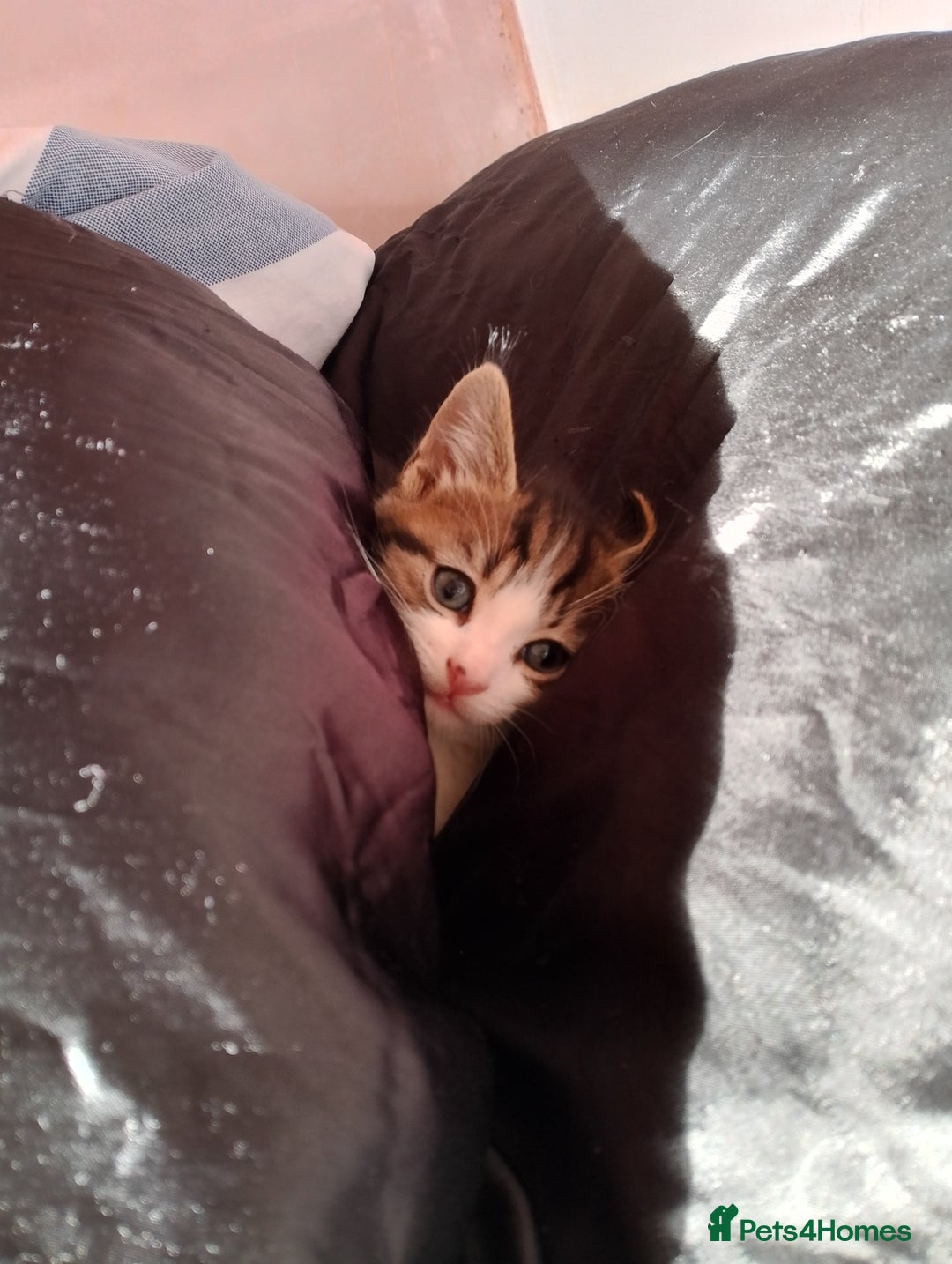 British Longhair cats for sale: Fluffy BLH Kittens Looking for Loving Homes - Advert 8