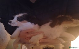 Jack Russell dogs for sale: Pedigree jack russels - Image 3