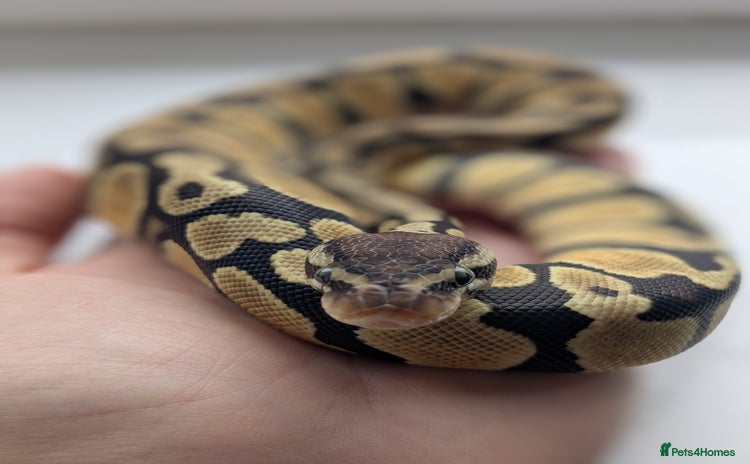 Python Snake reptiles - Advert 2