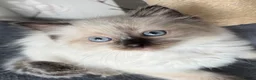 Ragdoll cats for sale: ❤️ Exceptional Lilac & Seal Point Ragdoll Kittens - Advert 19