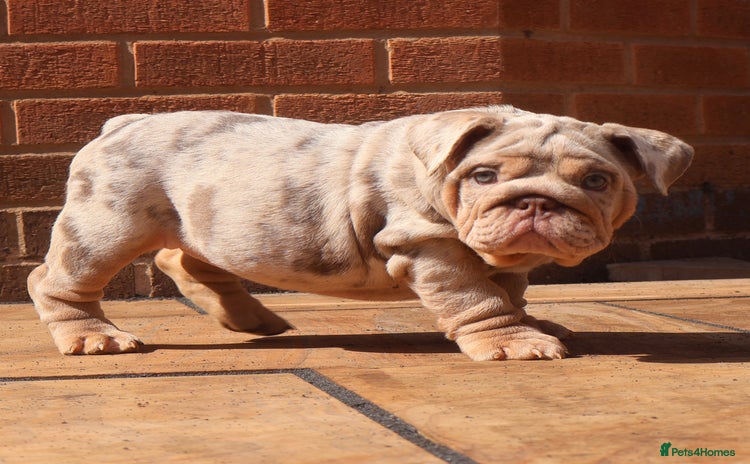 English Bulldog dogs - Advert 1