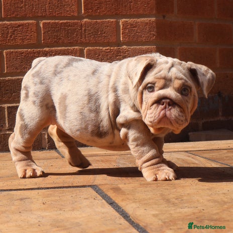 English Bulldog dogs - Advert 3