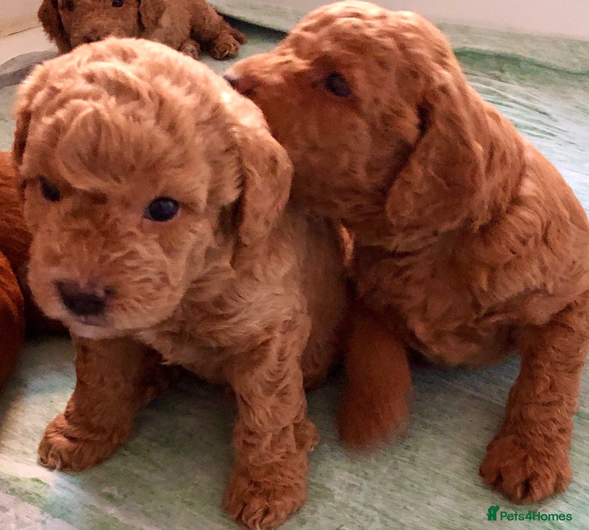 Labradoodle dogs keiras red fox miniature labradoodles  - Advert 2