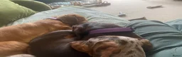 Miniature Dachshund dogs for sale: Waiting List  - Advert 3