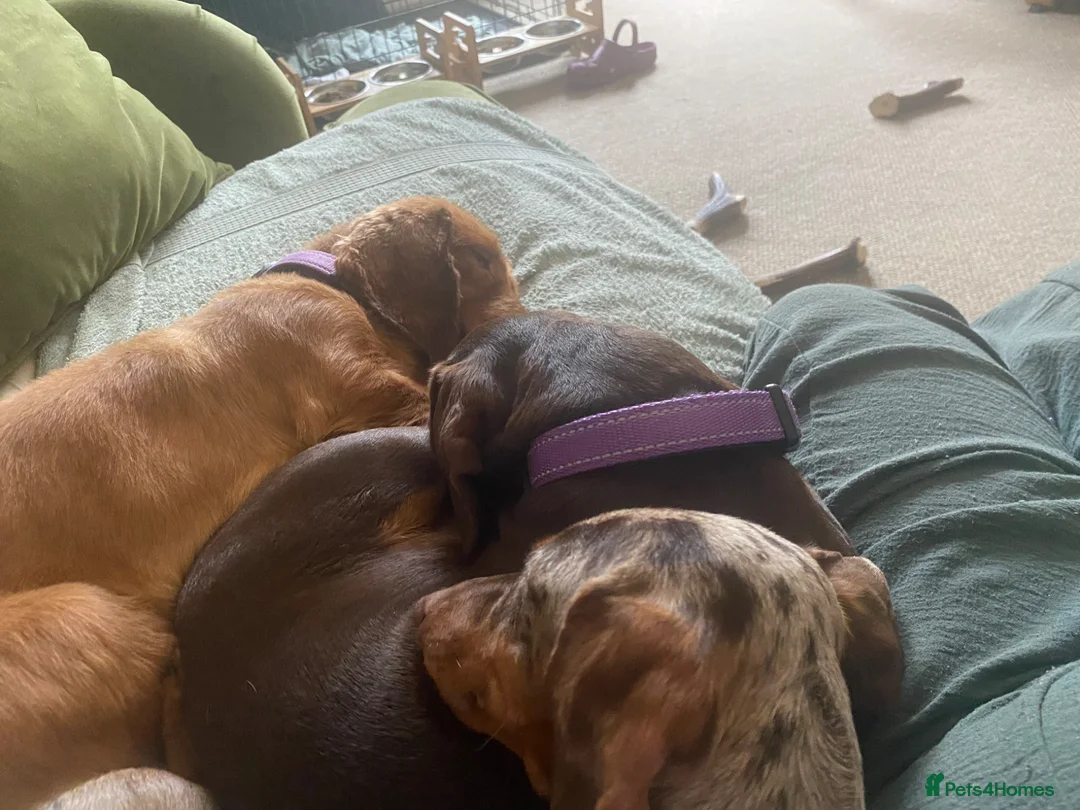 Miniature Dachshund dogs for sale: Waiting List  - Advert 3