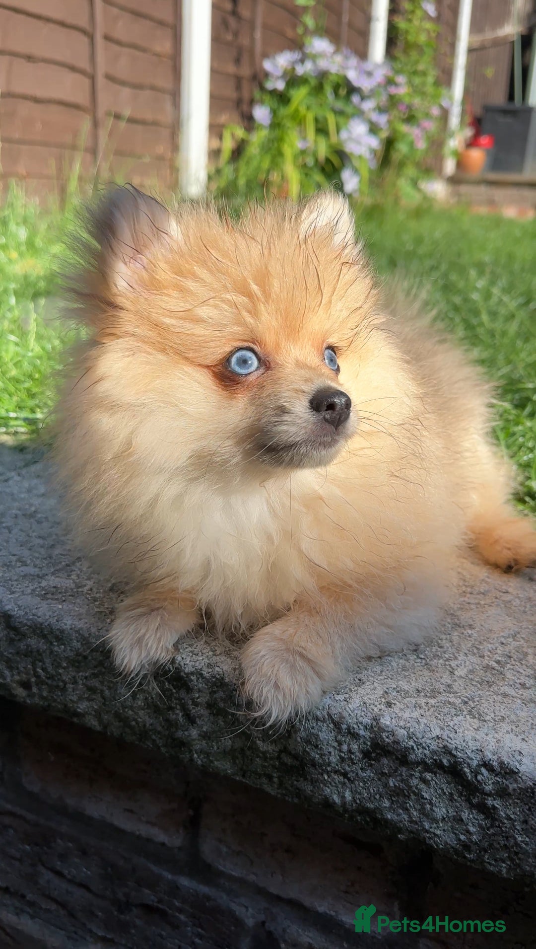 Pomeranian dogs for sale: Pomeranian Puppies looking for their forever homes - Image 18