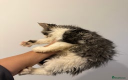 Maine Coon cats for sale: Maine Coon kitties - Advert 4