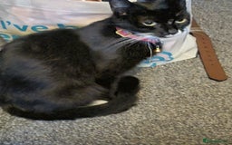 Mixed Breed cats for sale: Beautiful male black and white kittens  - Image 5