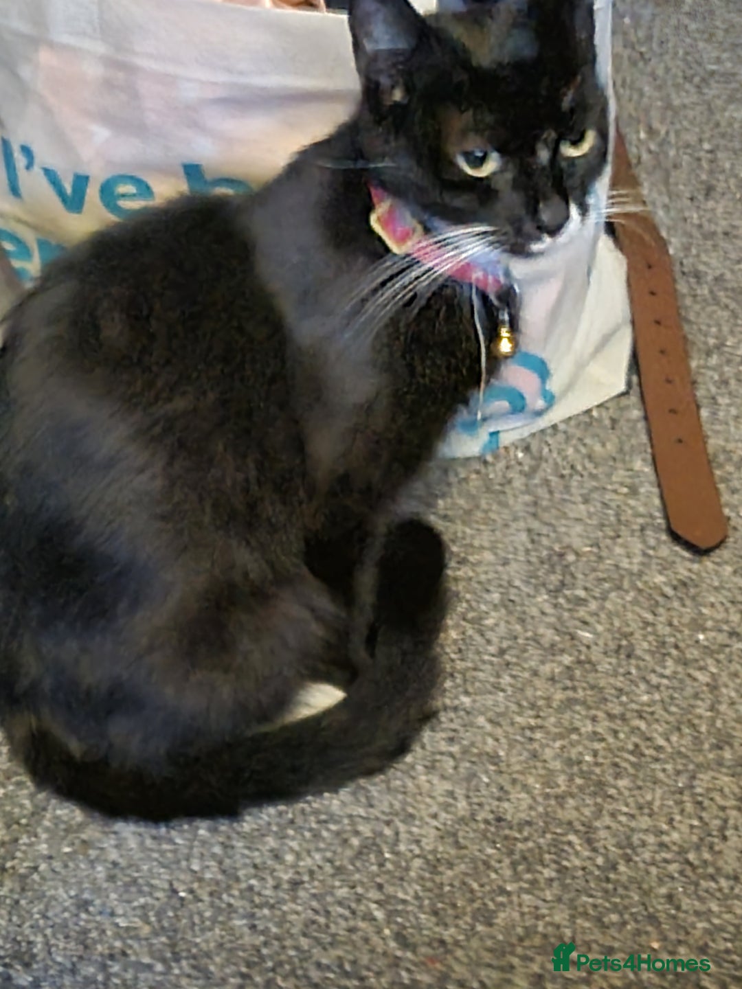 Mixed Breed cats for sale: Beautiful male black and white kittens  - Image 5
