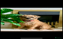 Border Terrier dogs for sale: Border terrier pups - Image 6