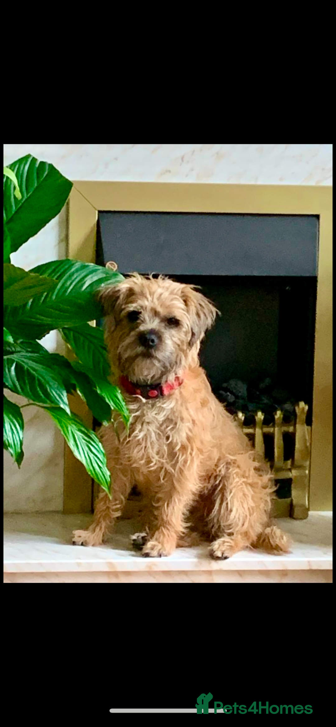 Border Terrier dogs for sale: Border terrier pups - Image 6