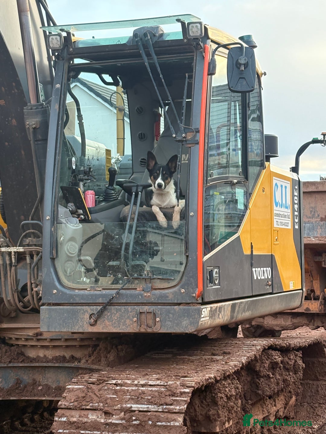 Border Collie dogs for sale: Roscoe  - Advert 2