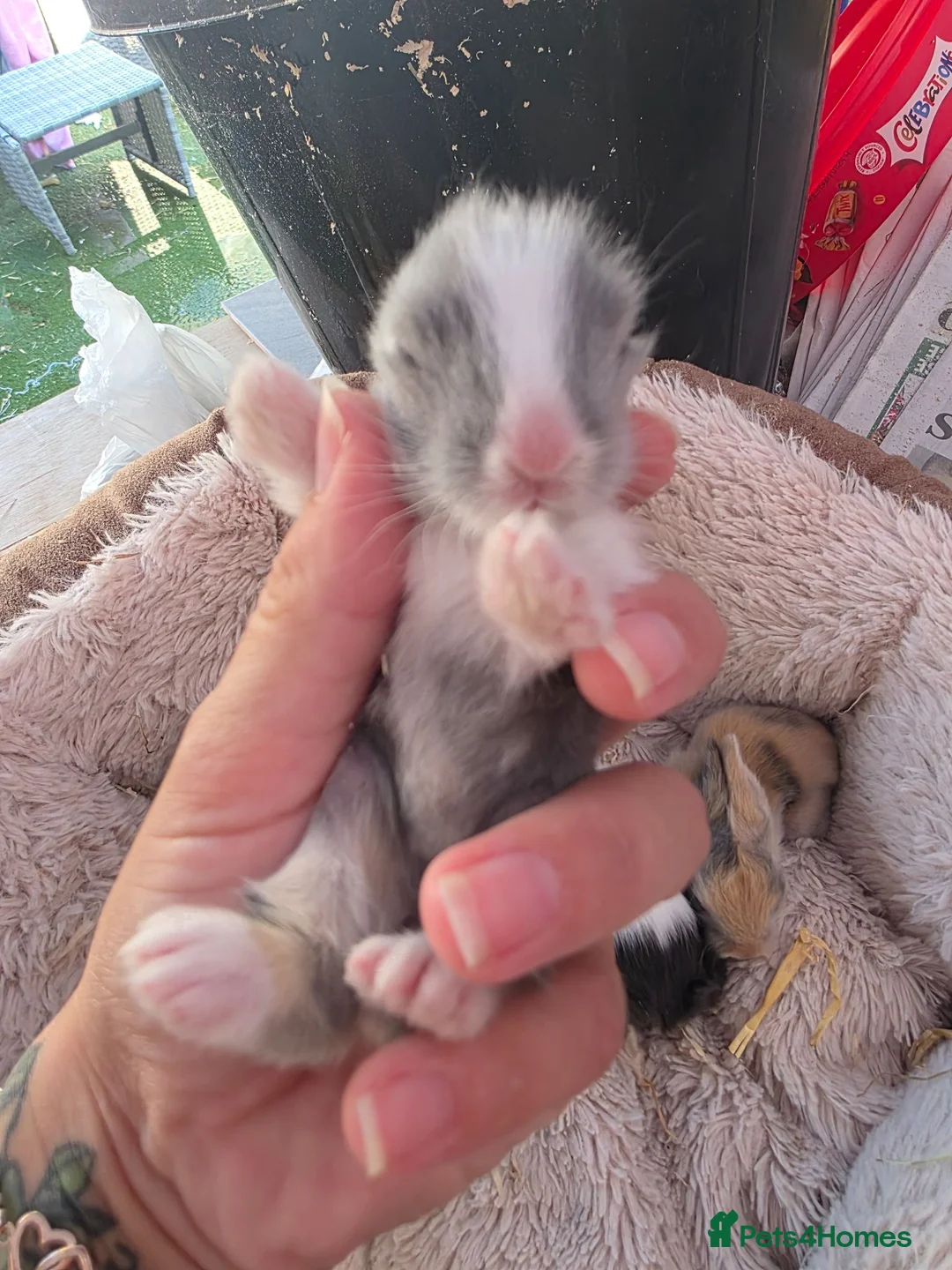 Lionhead rabbits for sale: Double maned lionhead- new litter in the nest. - Advert 2