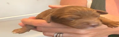 Cavapoo 1