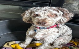 Cockapoo dogs for sale: Very sad sale merle cockapoo  - Image 2