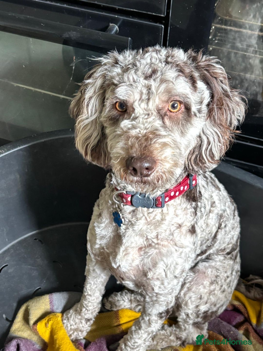 Cockapoo dogs for sale: Very sad sale merle cockapoo  - Image 2