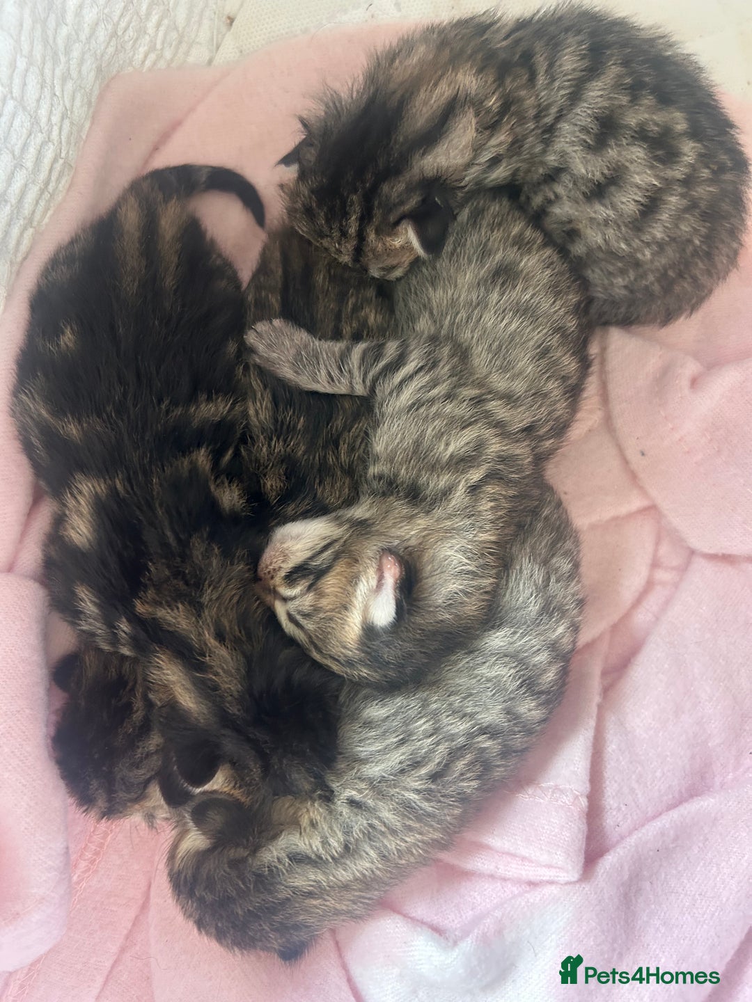 Bengal cats for sale: Manecoon x bengal kittens  - Image 4