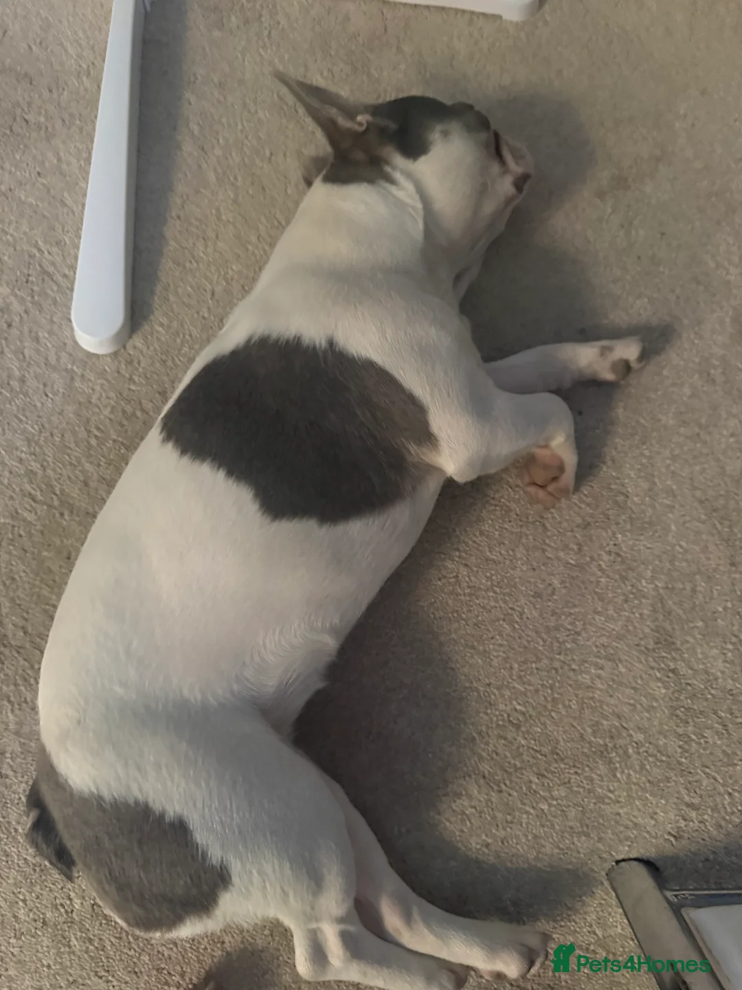 French Bulldog dogs for sale: French bull dog 10 month old for sale  - Advert 4