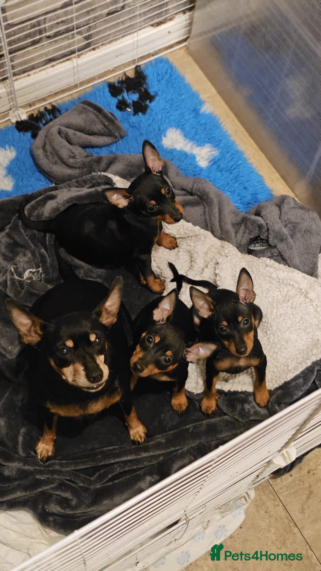 Miniature Pinscher dogs for sale: Beautiful miniature pinscher puppies  in Liverpool - Image 4