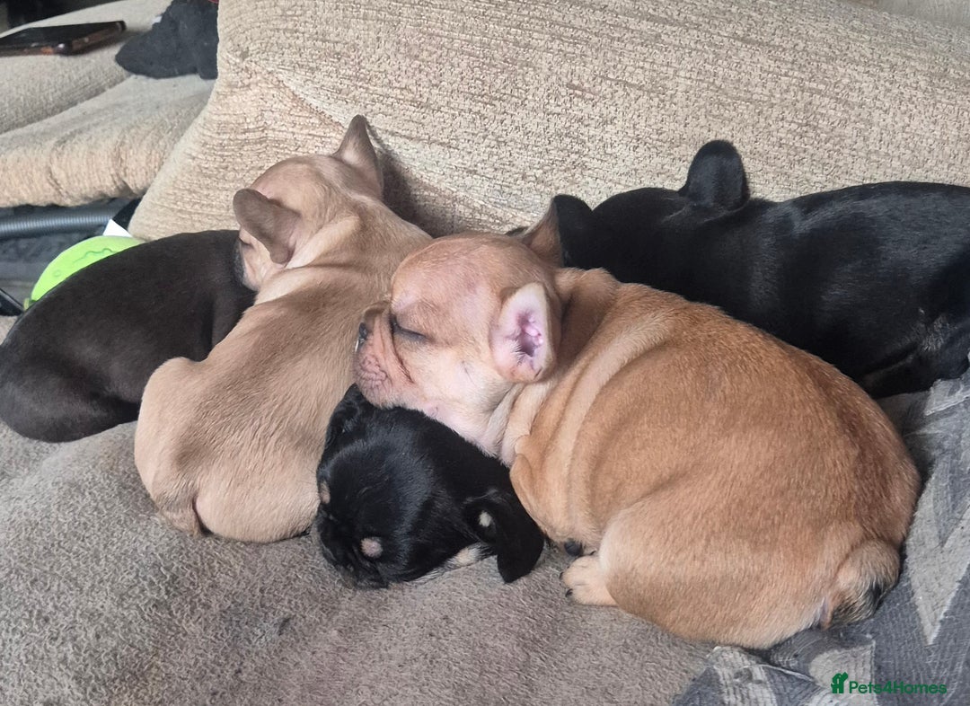 French Bulldog dogs for sale: French bulldog puppies  3 girls 1 boy - Advert 2
