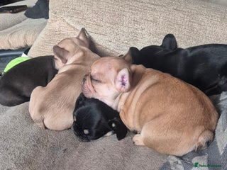 French Bulldog dogs French bulldog puppies - Advert 6