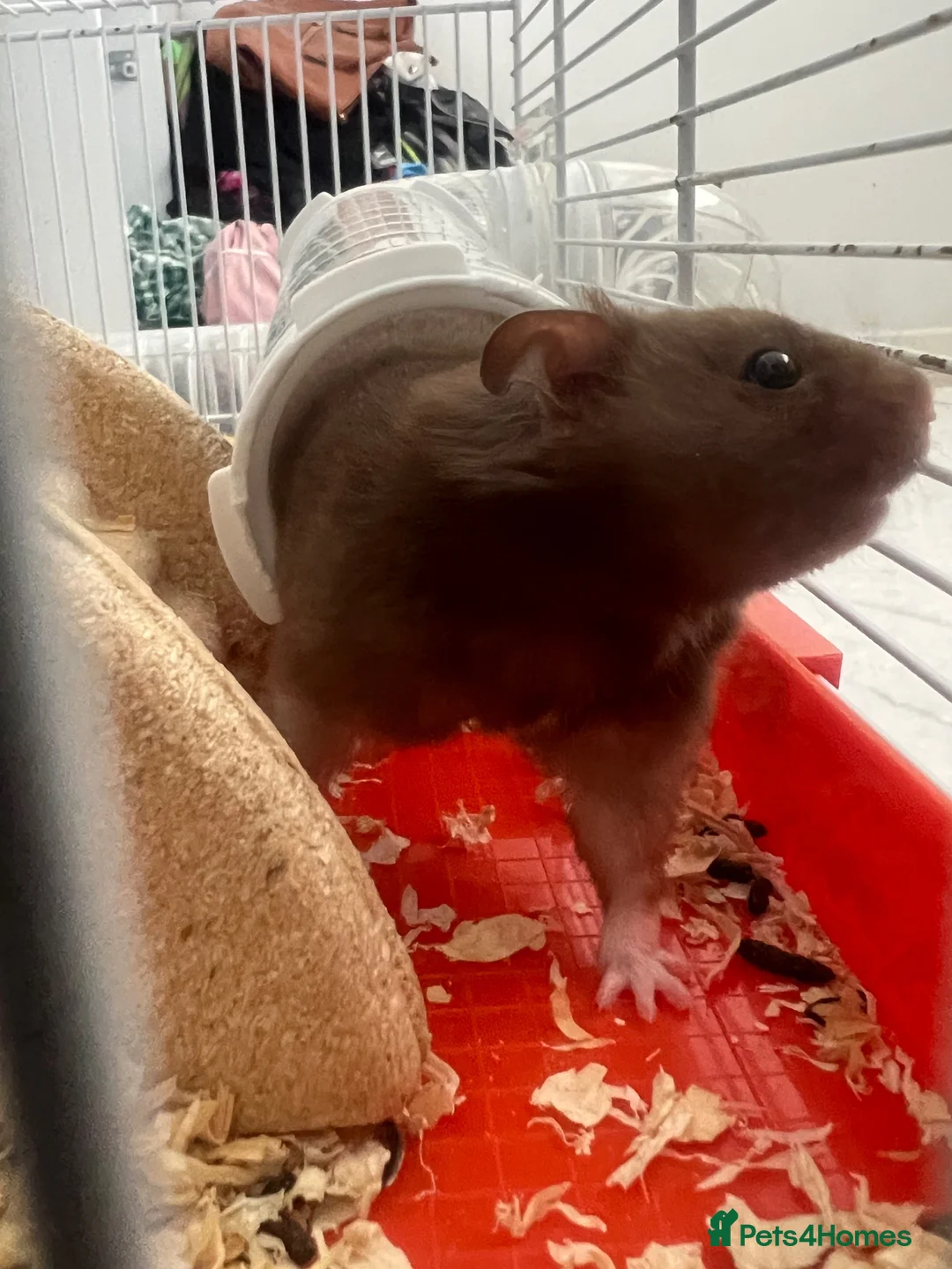 Hamster rodents for sale: Hamster for rehome - Advert 4