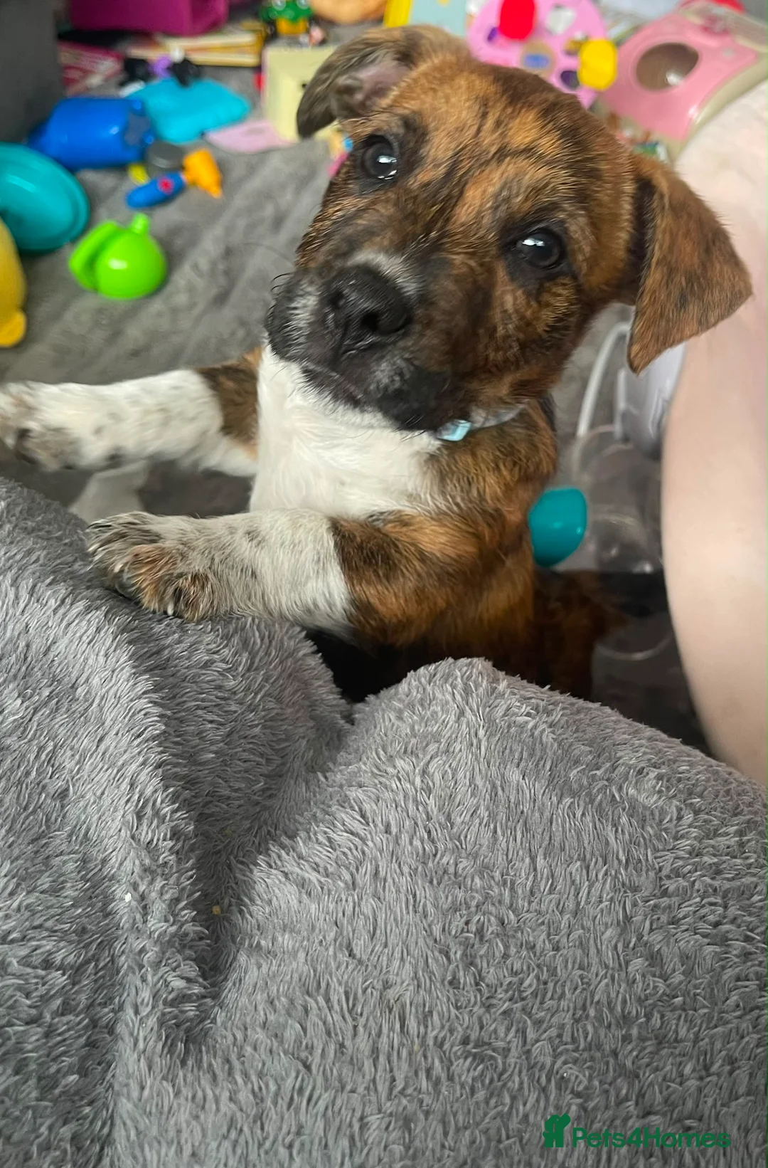 Patterdale Terrier dogs for sale: Puppy’s  in Walsall - Advert 2