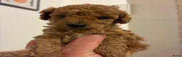 Toy Poodle dogs for sale: Toy poodle puppies - Advert 2