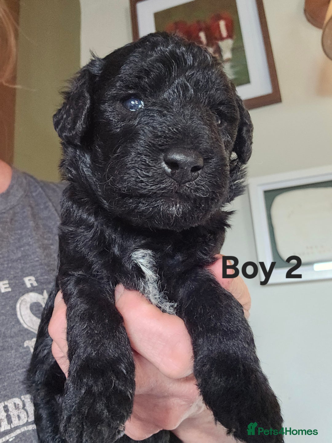 Mixed Breed dogs for sale: Bedlington x Poodle Puppies - Image 10