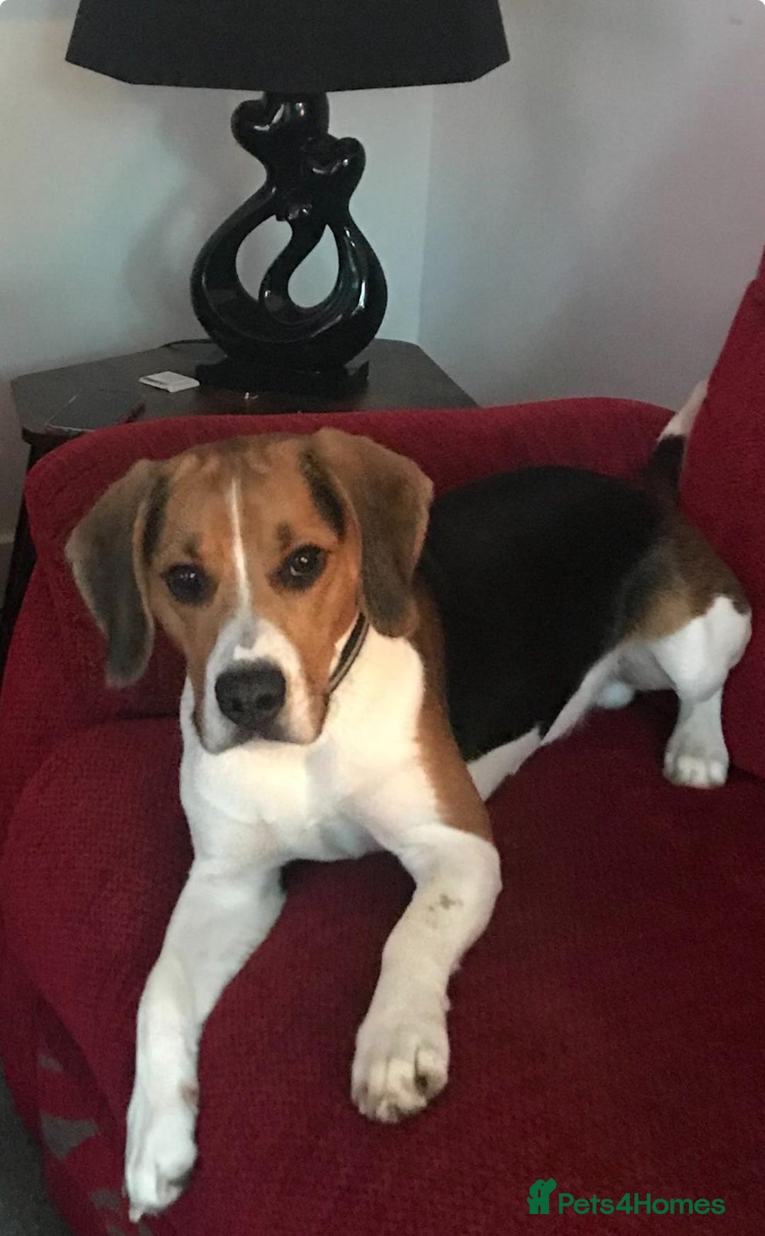 Beagle dogs for sale: Bruno the beagle - Advert 2