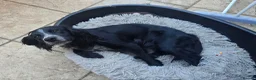 Cocker Spaniel dogs for sale: Beautiful Bow  - Advert 3