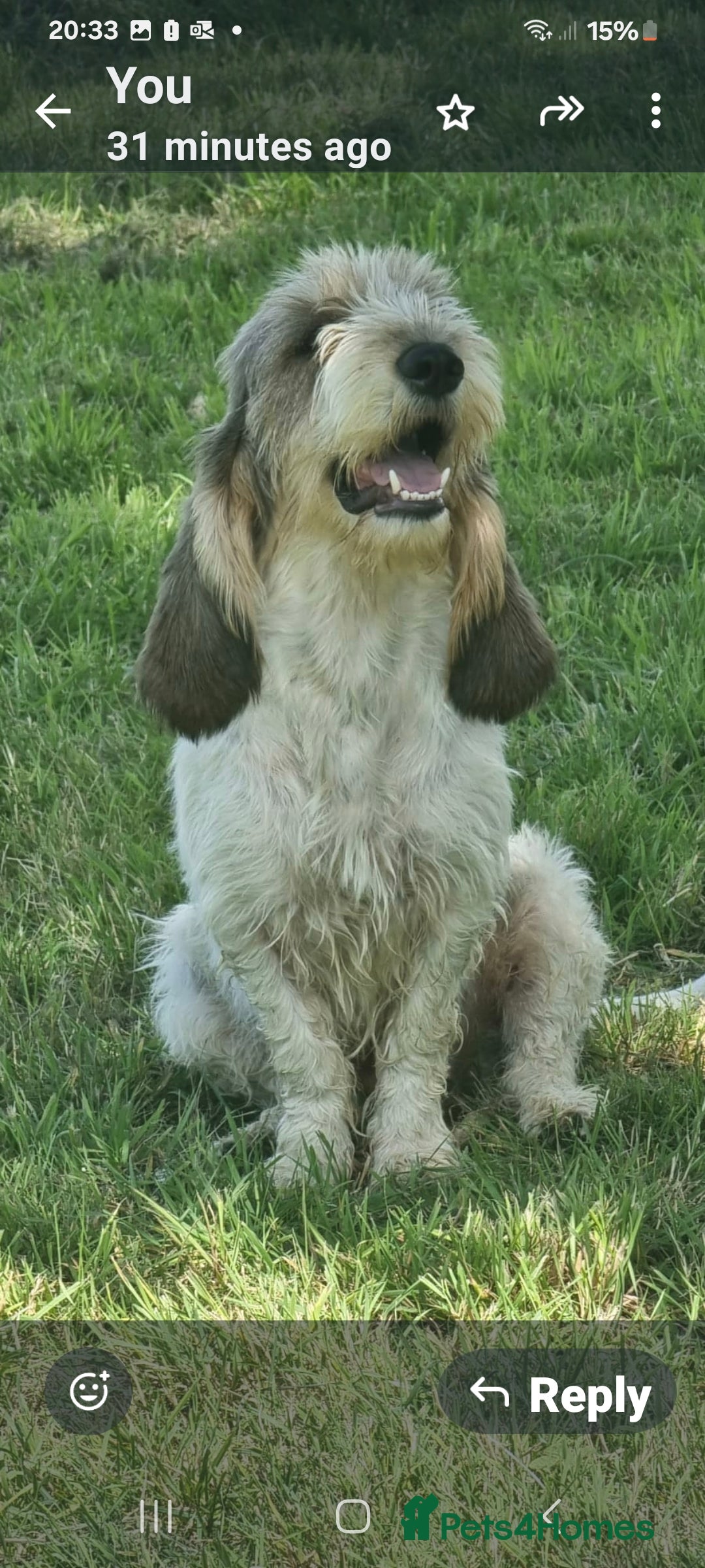 Basset Griffon Vendeen dogs for sale: Griffon grand bassets female.  - Advert 1