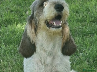 Basset Griffon Vendeen dogs Griffon grand bassets female. - Advert 3