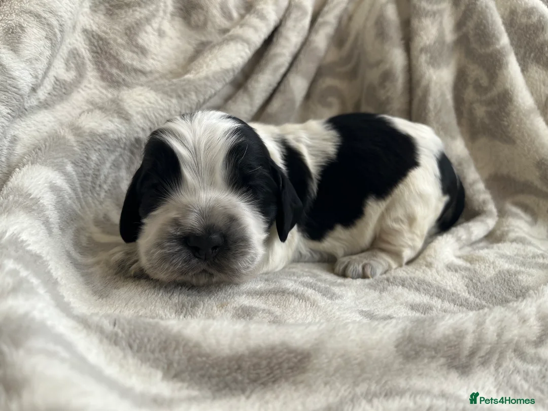 Cocker Spaniel dogs for stud: KC Superb example Classic SHOW Cocker Stud in Ruthin - Advert 17