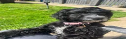 Cockapoo dogs for sale: Cockapoo puppy four months  - Advert 1