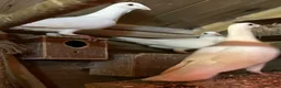 Pigeons birds for sale: Logan Male and female Pigeons. Not ringed - Advert 3